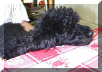 The exhausted poodle at dinner (49264 bytes)