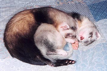Baby Pictures