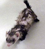 Precious In Bathtub