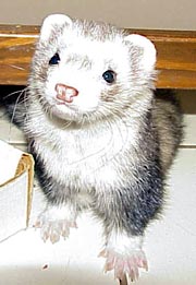 Really, I'm innocent!