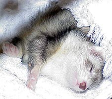 A Sleeping Bullet