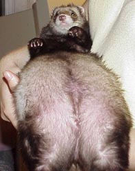 Wide Load !!!