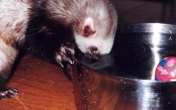 Bobbing for Apples