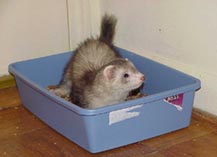 Bullet Using Litter Box