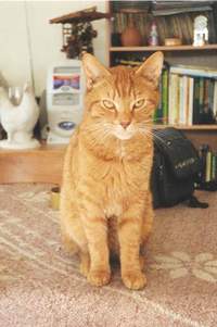 De Mooie Rooie Katten
Ring