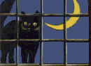 Cat at Window