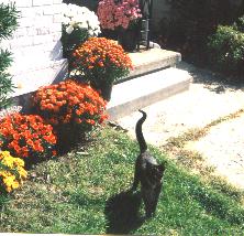 Cat2