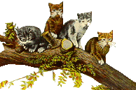 Kittens in tree