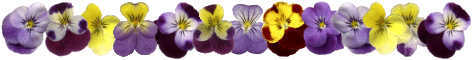 Viola Line