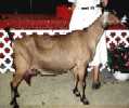 Marks sires Dam: Price o the field Lady Regina