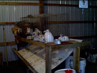 rabbits