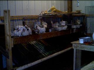 rabbits