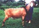 Marks Sire: Price o the field Royal Marcus 