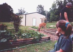 Jerry, Kaylee,and rudy the Deer