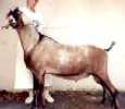 Marks sires Sire;Price o the field Monarch
