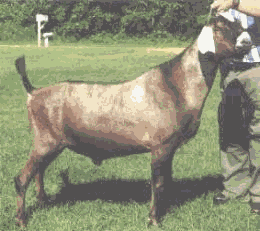 Marks Dams Sire;Pruittville Apostle