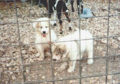 Cheyenne and Dakota at 2 months old
