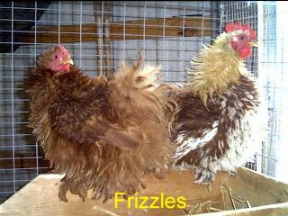 Red Frizzles