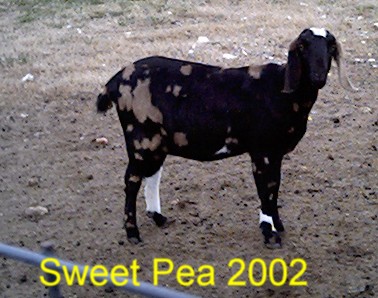 Sweet Pea