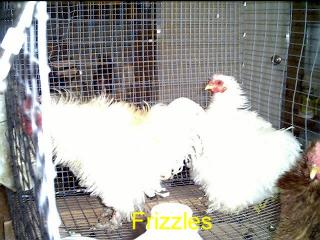 White Frizzles