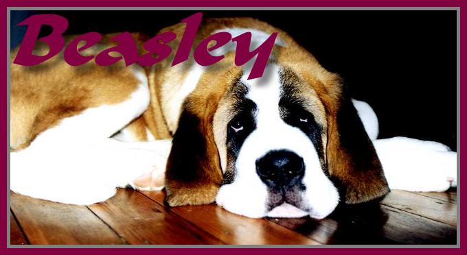 Beasley the St Bernard