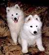 As cute as it gets