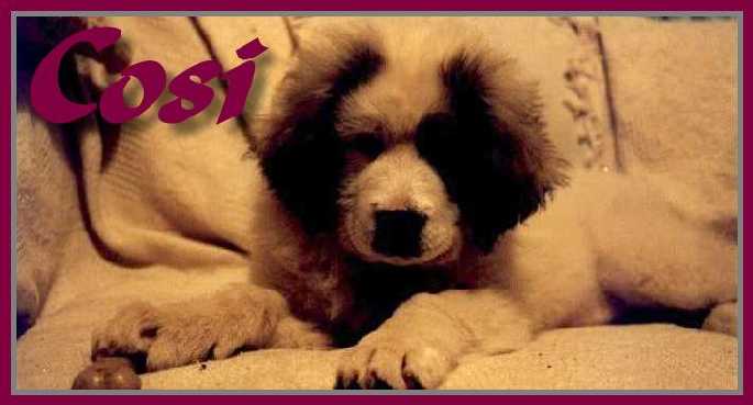 Cosi the Pyrenean Mountain Dog