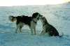 Sipi with Lotta in the snow