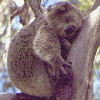 Madis Wildlife Sanctuary