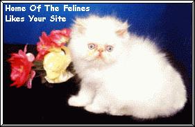 Home of The Felines