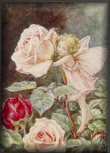 Rose Fairy