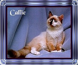 Callie