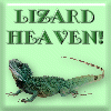 Lizard Heaven