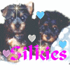 Silkies