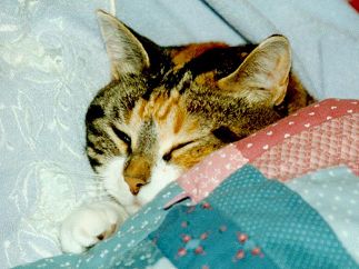 Kitty Lea!