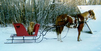 In the sleigh!