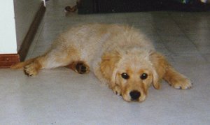 Me as a puppy