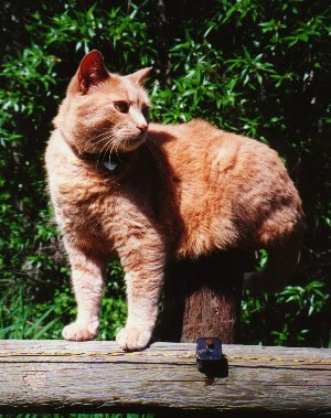 Bird watching! No more Mr. Nice Kitty!