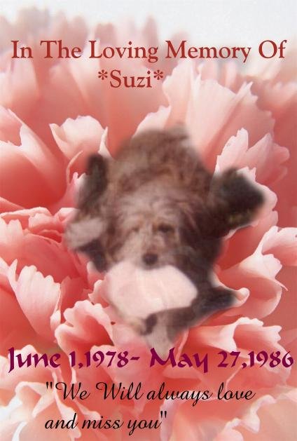 *Suzi*