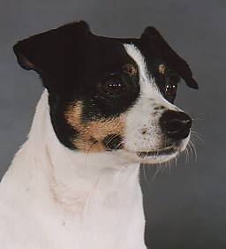 Shannon
