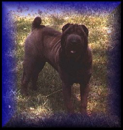 Moon Shar-Pei