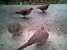 doves_c.jpg