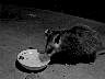 possum1_a.jpg
