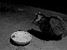 possum1_b.jpg