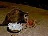 possum_c.jpg