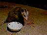 possum_f.jpg