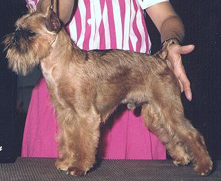 Mercedestp.JPG (20857 bytes)