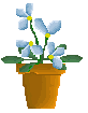 Blue Flowers