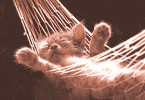 kitty in hammock!