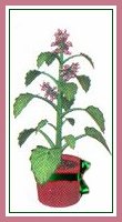 catnip
